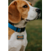 Personalized Glitter Bone Shaped Dog Tag Personalized Glitter Bone Shaped Dog Tag